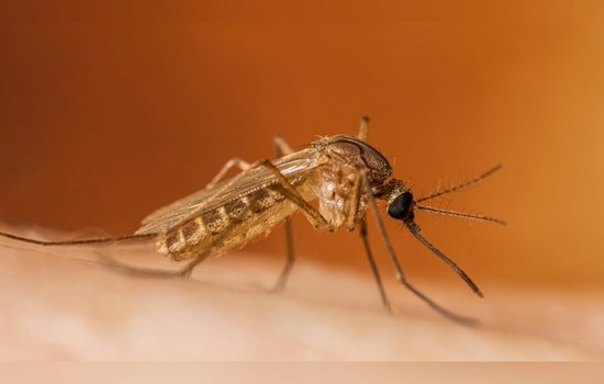 Yolo County Confirms First West Nile Death of 2026 as Cases Climb
