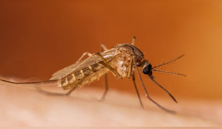 Yolo County Confirms First West Nile Death of 2026 as Cases Climb