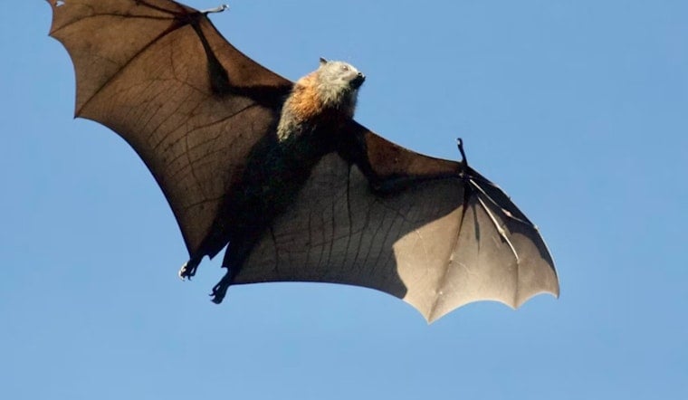 Yosemite Rabid Bat Found in May Wasn't Disclosed to Visitors for Three Months