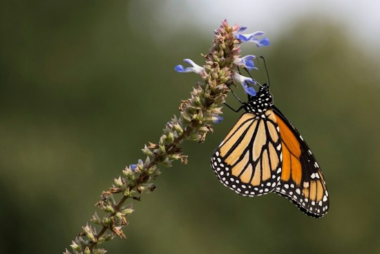 Yukon's Monarch Festival Turns Historic Farm Into Butterfly Pit Stop Sept. 26