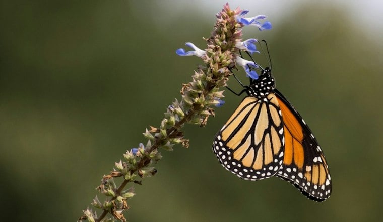 Yukon's Monarch Festival Turns Historic Farm Into Butterfly Pit Stop Sept. 26