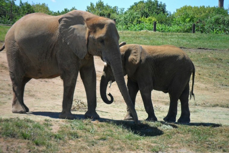 ZooBoo's 44th Year Brings Elephant Pumpkin Smashes and Kitten Adoptions to Indy
