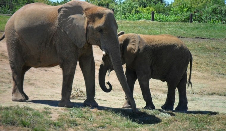 ZooBoo's 44th Year Brings Elephant Pumpkin Smashes and Kitten Adoptions to Indy