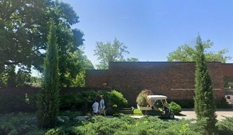 Zuko Brings Ocelots Back to the Saint Louis Zoo—But Reports Disagree on How Long It Has Been