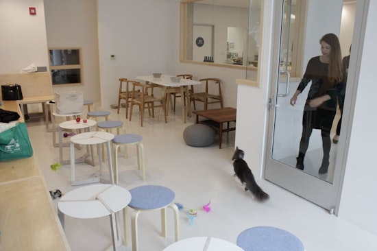 FYI: Cat Cafe KitTea Debuts Tomorrow, Reservations Now Open