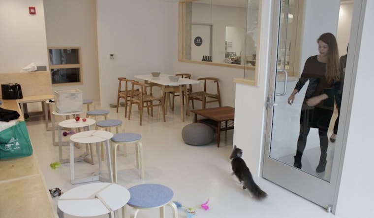 FYI: Cat Cafe KitTea Debuts Tomorrow, Reservations Now Open