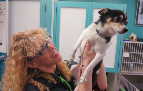 Meet Kate Crawford Of Fulton Street's Kate's Cat & Dog Salon