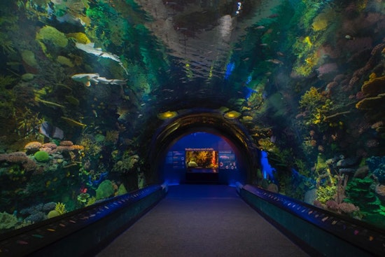 Explore global culture, marine wildlife without leaving NYC this summer