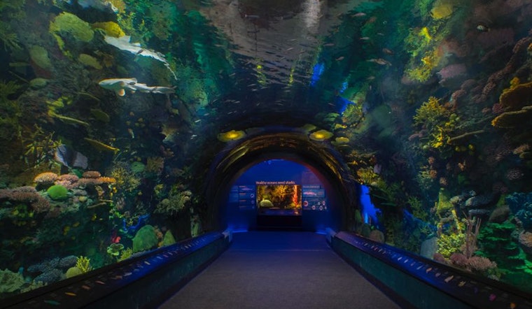 Explore global culture, marine wildlife without leaving NYC this summer