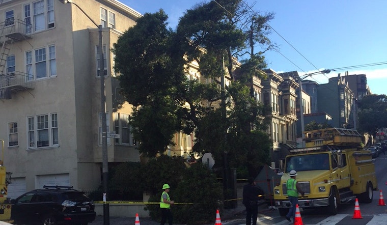 Tree Down At Haight And Scott
