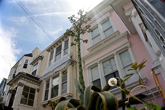 Giant Agave Plant Puts On A Show Near Judah & 12th Avenue