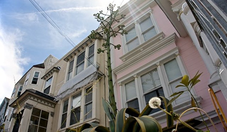 Giant Agave Plant Puts On A Show Near Judah & 12th Avenue