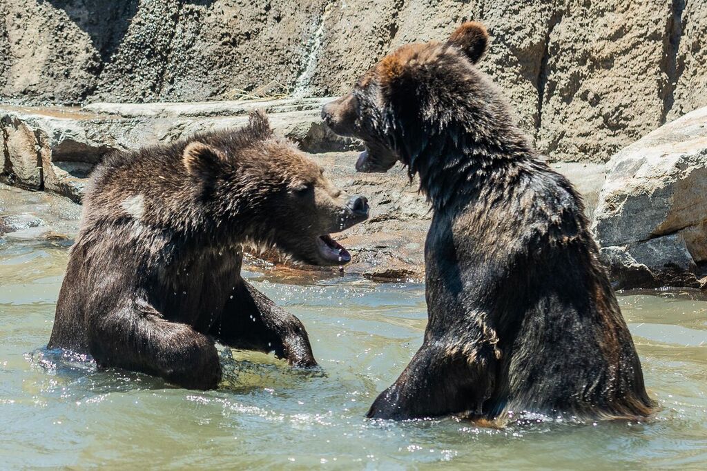 New California Trail exhibit opens at Oakland Zoo