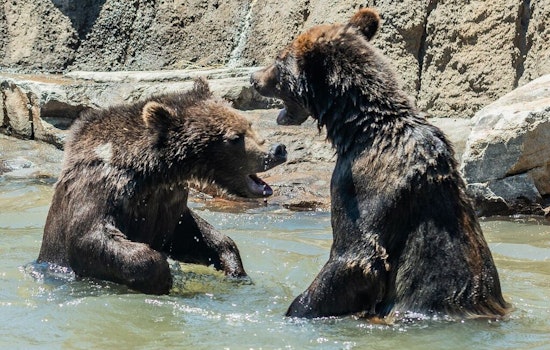 New California Trail exhibit opens at Oakland Zoo