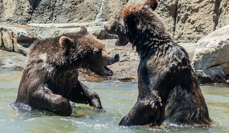 New California Trail exhibit opens at Oakland Zoo