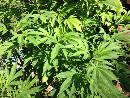 Cannabis Dispensary To Debut On California Street Next Month