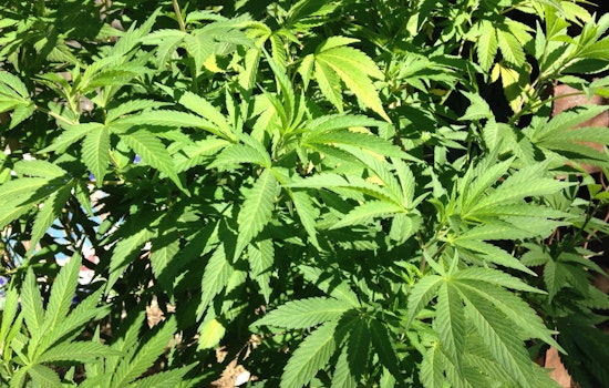 Cannabis Dispensary To Debut On California Street Next Month