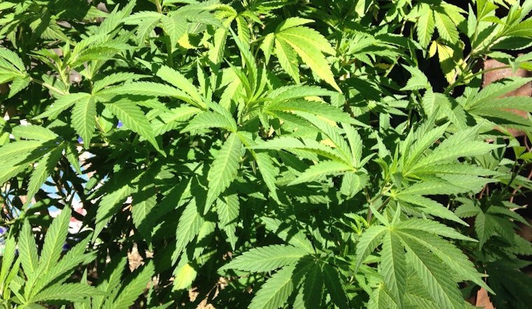 Cannabis Dispensary To Debut On California Street Next Month
