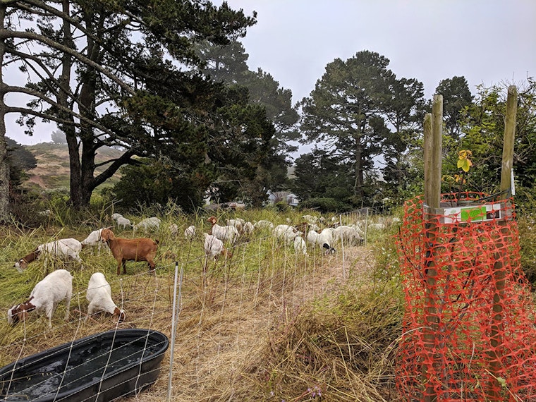 Greenscaping goats graze grass with gusto