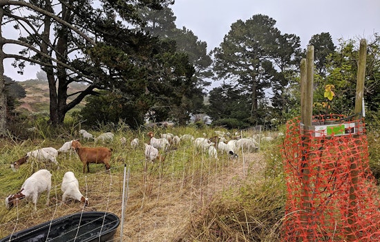 Greenscaping goats graze grass with gusto