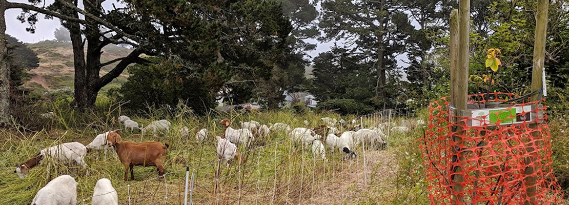Greenscaping goats graze grass with gusto