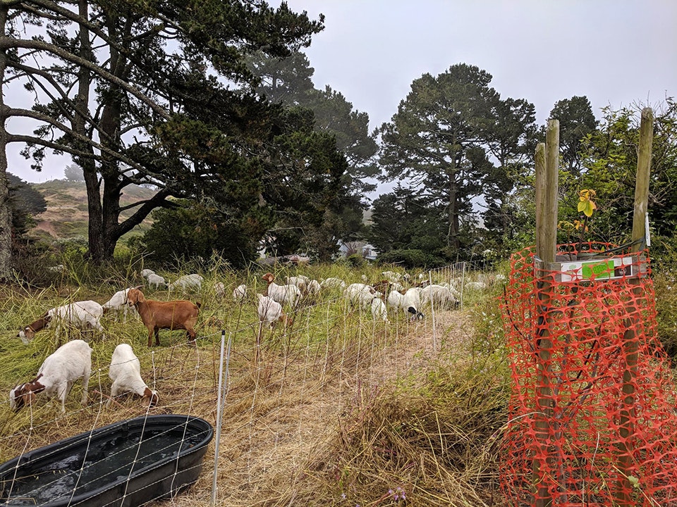Greenscaping goats graze grass with gusto