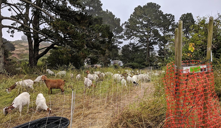 Greenscaping goats graze grass with gusto