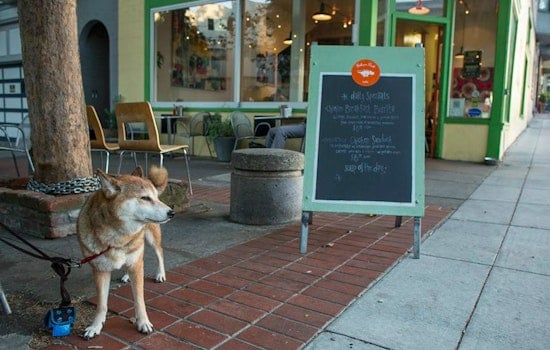 Neighbors Report Series Of Brazen Laptop Thefts From Local Cafes