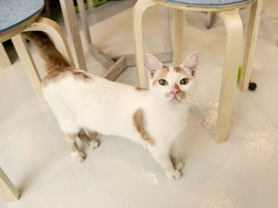 One Month In, Cat Cafe KitTea Sees Adoption Success