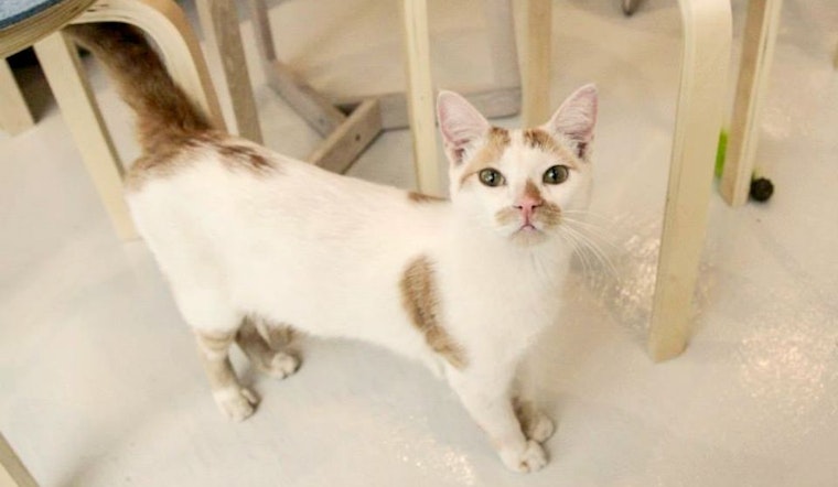 One Month In, Cat Cafe KitTea Sees Adoption Success