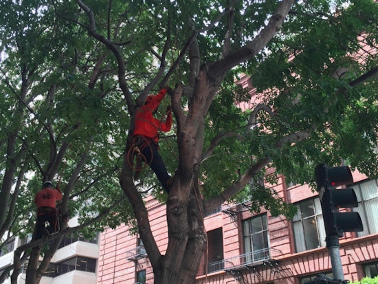 Trees Previously Under Threat Trimmed On Spear Street
