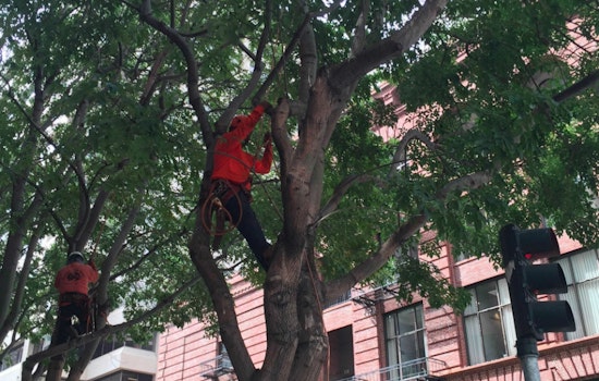 Trees Previously Under Threat Trimmed On Spear Street