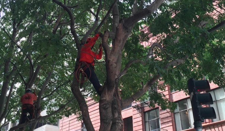 Trees Previously Under Threat Trimmed On Spear Street