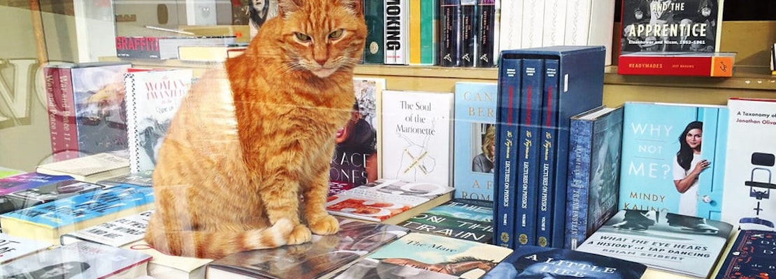 With building back on market, Aardvark Books faces final chapter