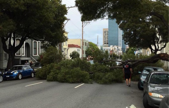 A Tree Falls On Fell Street