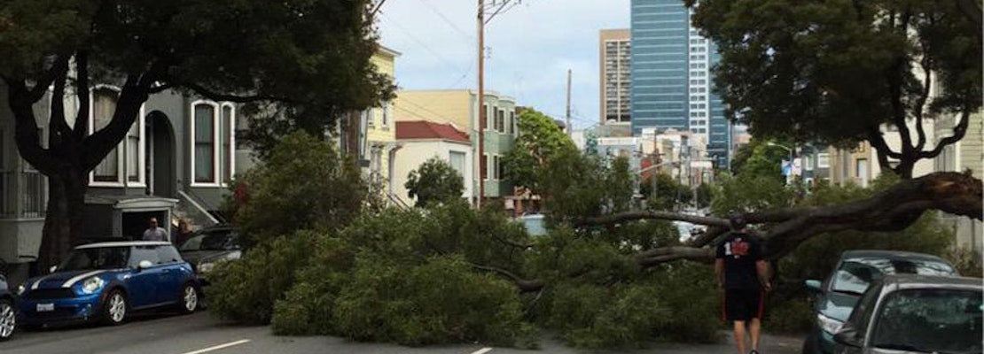 A Tree Falls On Fell Street