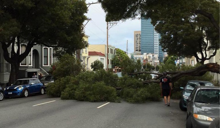 A Tree Falls On Fell Street