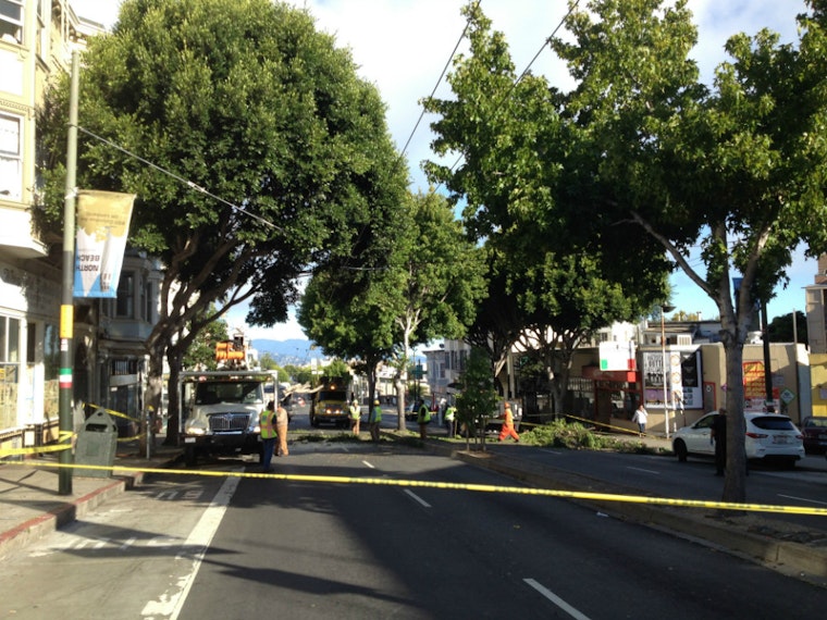 Columbus Avenue Closed This Morning Due To Fallen Tree