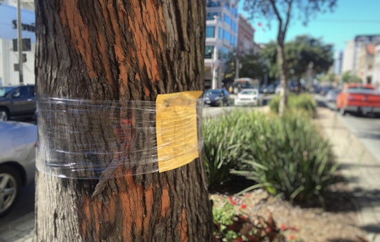 Trees Set For Removal As Van Ness Rapid Transit Project Moves Forward