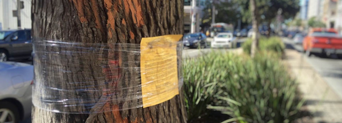 Trees Set For Removal As Van Ness Rapid Transit Project Moves Forward