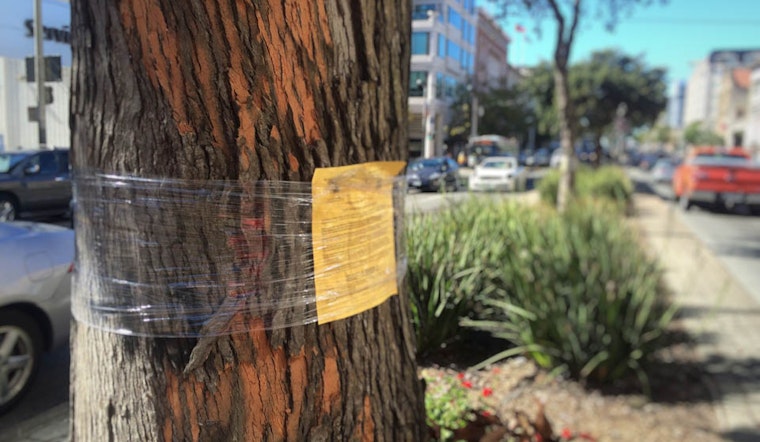 Trees Set For Removal As Van Ness Rapid Transit Project Moves Forward