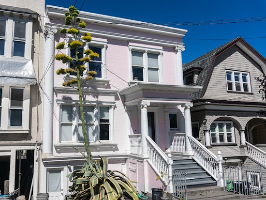 Photo: Giant Agave On 12th Avenue Blooms, Signaling Its Demise