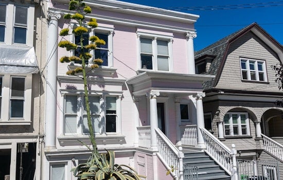 Photo: Giant Agave On 12th Avenue Blooms, Signaling Its Demise