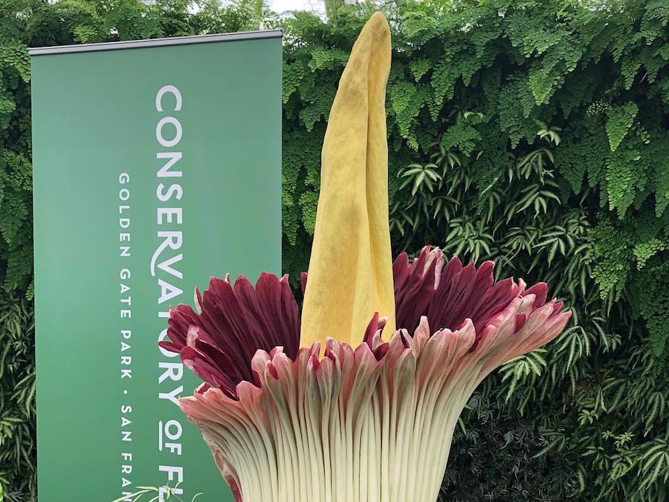 What Does A Corpse Flower Look Like In Full Bloom Best Flower Site