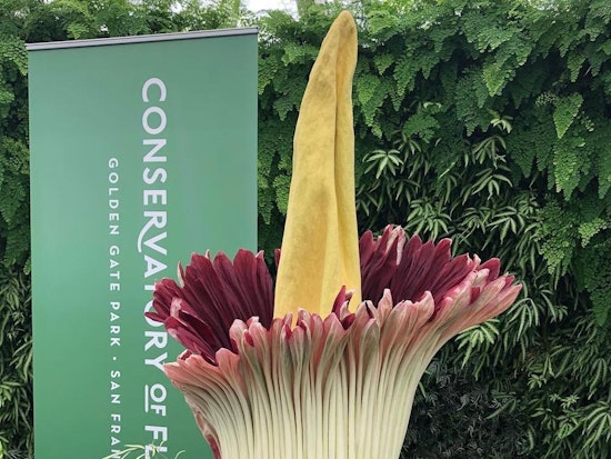 Corpse flower in full bloom at Conservatory of Flowers