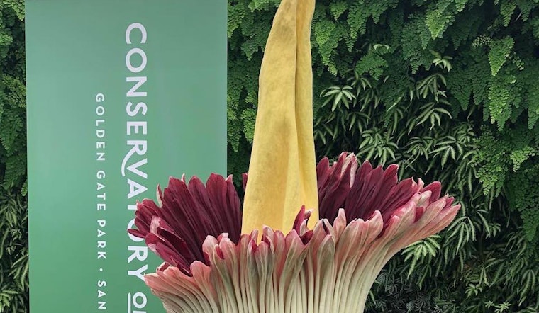Corpse flower in full bloom at Conservatory of Flowers