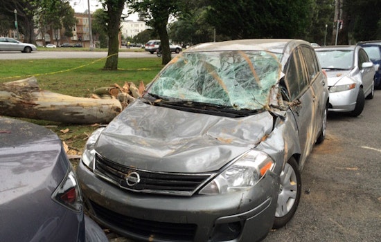 Three Cars Damaged Under Fallen Eucalyptus Branch On Oak
