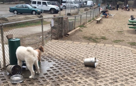 Vote on improvements to Golden Gate Park's dog play area