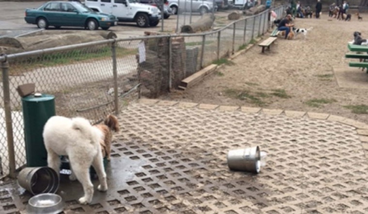 Vote on improvements to Golden Gate Park's dog play area