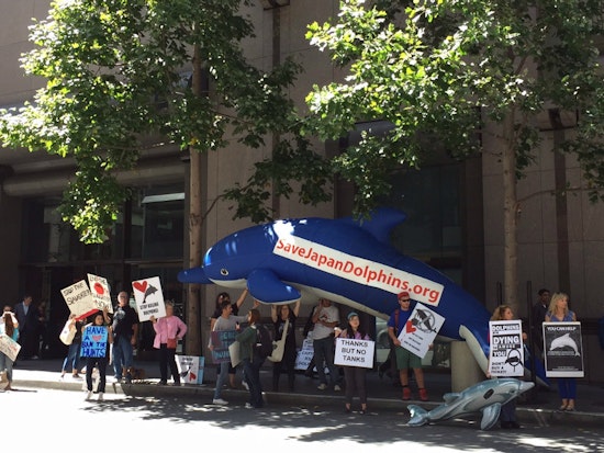Photo: Protest To Save Dolphins Prompts Honking